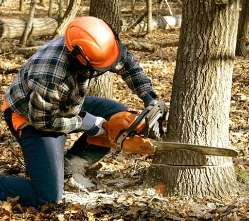 Tree Removal in Zap, ND